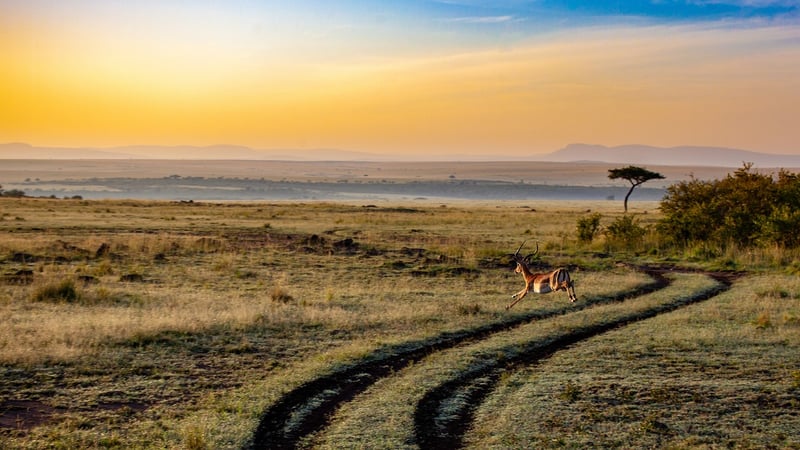 Safari in the Serengeti